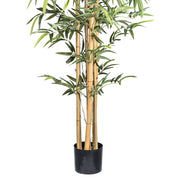 Bambusz cserje fekete műanyag kaspóban