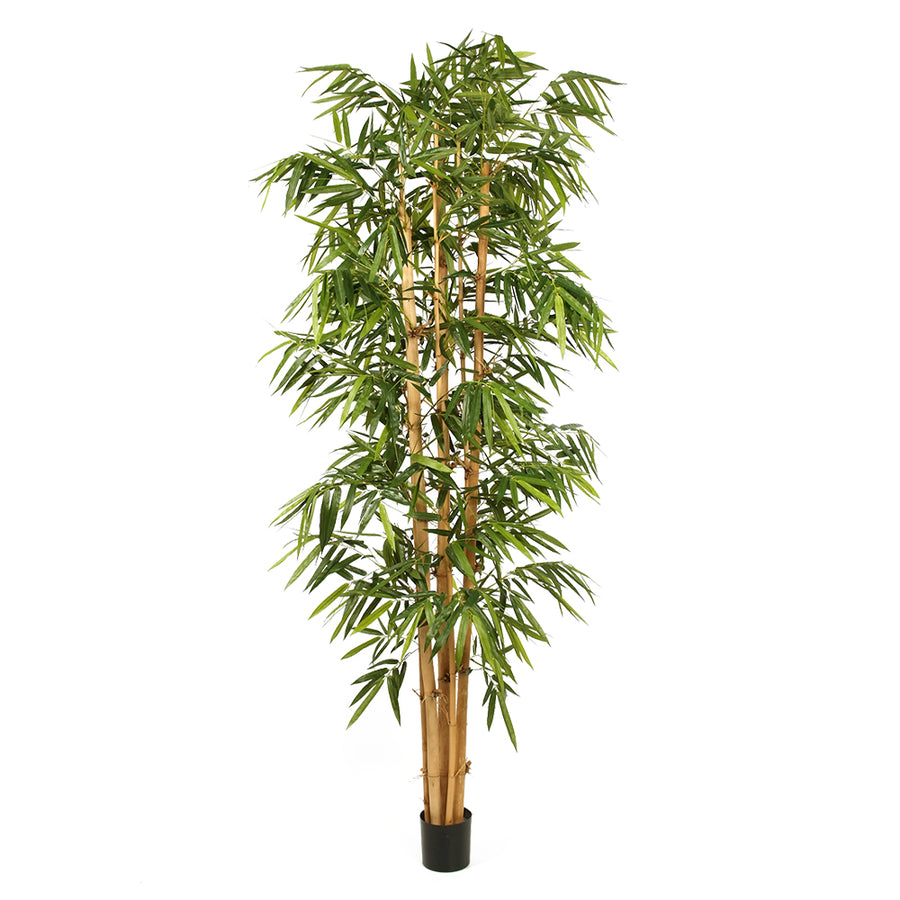 Élethű, 240 cm magas, zöld mű bambusz növény természetes bambusz törzzsel és fekete kaspóval, a Bamboo kollekcióból.