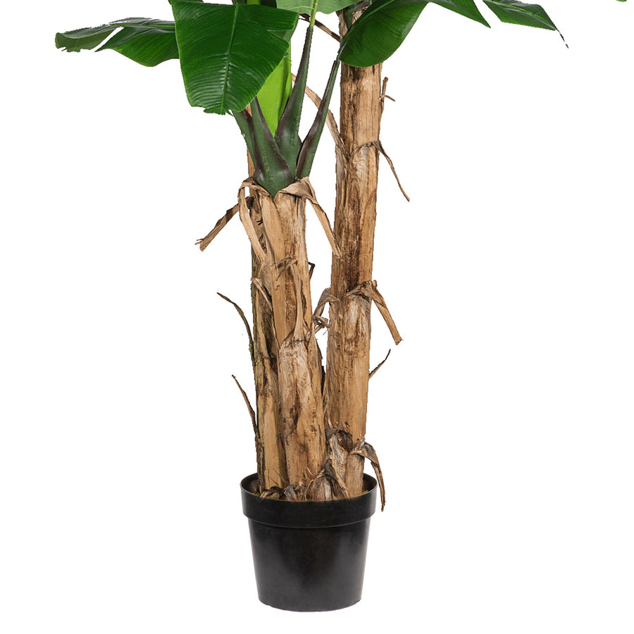 Három törzsű, trópusi stílusú óriás mű banánfa beltéri használatra