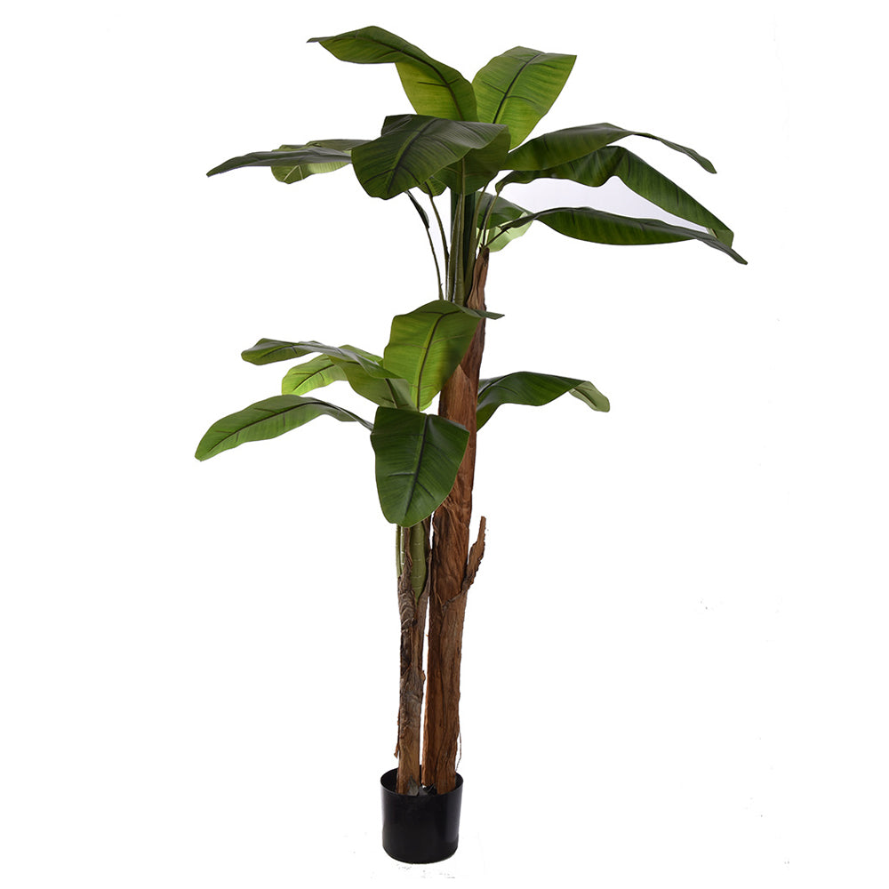 Élethű BANANO ROYAL mű royal banánfa, 165 cm magas, fekete kaspóban.