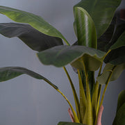 Banano 135 cm magas mű banánfa leveleinek közelképe