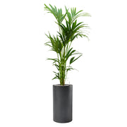 Modern BAQ Basic Cylinder kaspó magas pálmalevelű növénnyel beültetve, kézzel készült, matt felületű kivitelben.