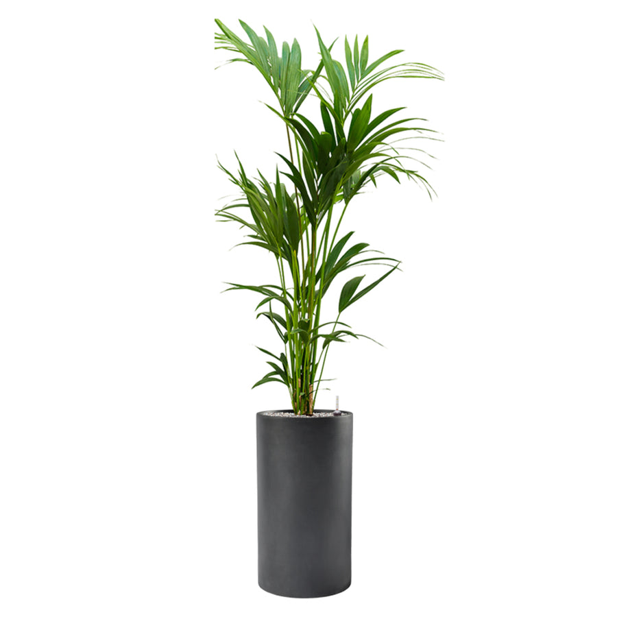Modern BAQ Basic Cylinder kaspó magas pálmalevelű növénnyel beültetve, kézzel készült, matt felületű kivitelben.