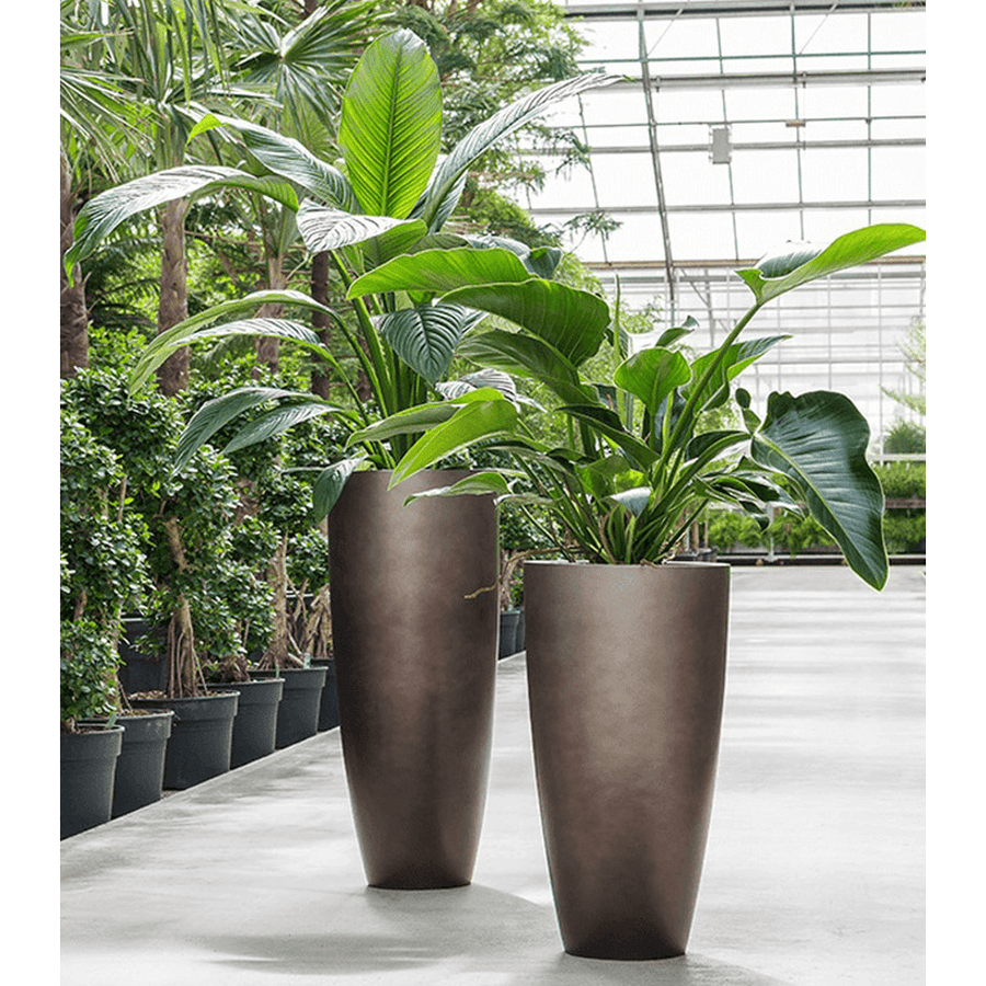 Két különböző magasságú Matt Coffee kaspó növényekkel, üvegházi környezetben.