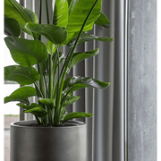 Közeli felvétel a BAQ kaspó matt felületéről és a növény lombozatáról.