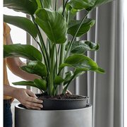 A lineres ültetés bemutatása: növény behelyezése a BAQ Gradient kaspóba.