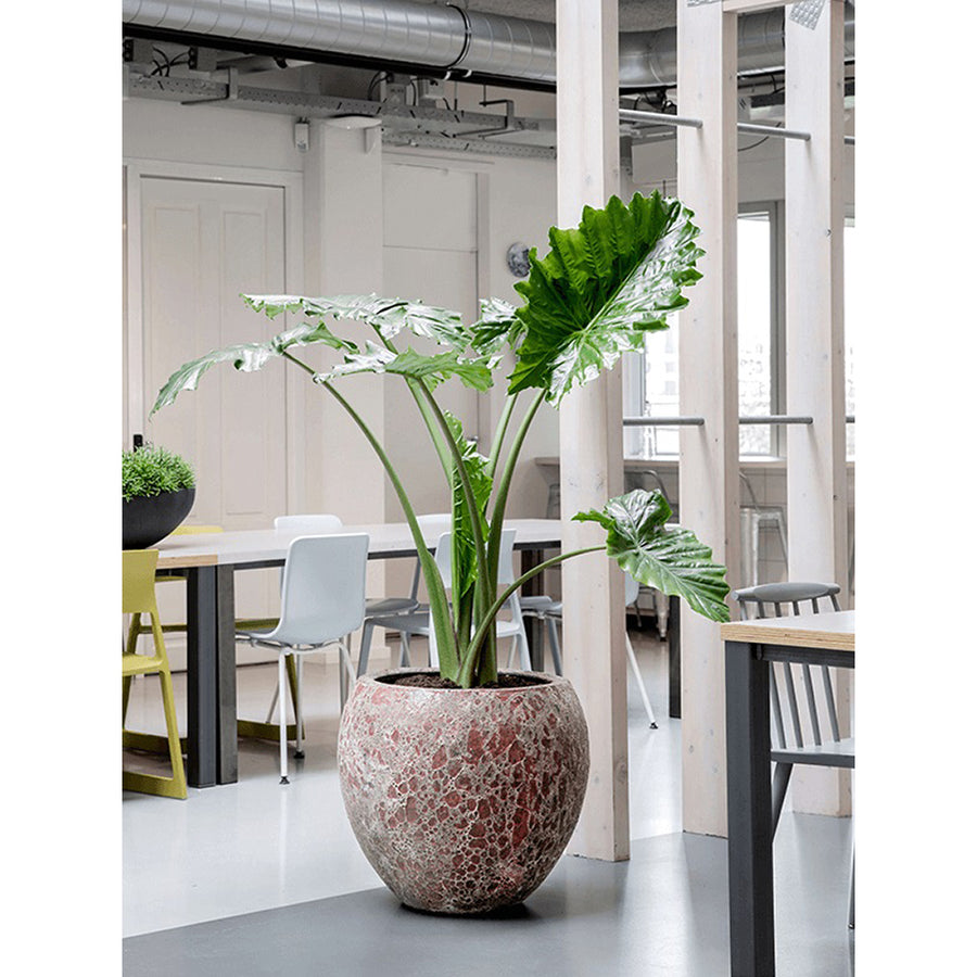 BAQ Lava Relic Pink kaspó nagy zöld növénnyel világos irodai enteriőrben – modern és természetes hatás