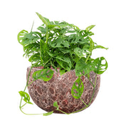 BAQ Lava Bowl Relic Pink kaspó zöld növénnyel – vöröses árnyalatú, kerekded, tálformájú design kaspó