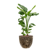 BAQ Lava kaspó magas szobanövénnyel kültéri használatban