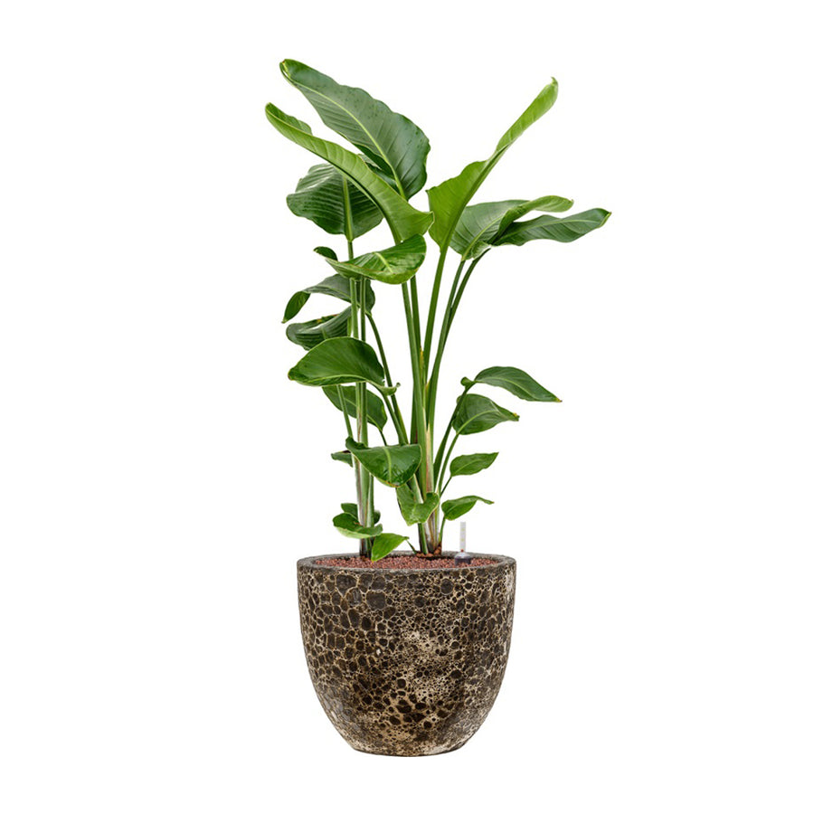 BAQ Lava kaspó magas szobanövénnyel kültéri használatban