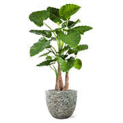 BAQ Lava kaspó dús zöld növénnyel – kültéri elhelyezésre is alkalmas