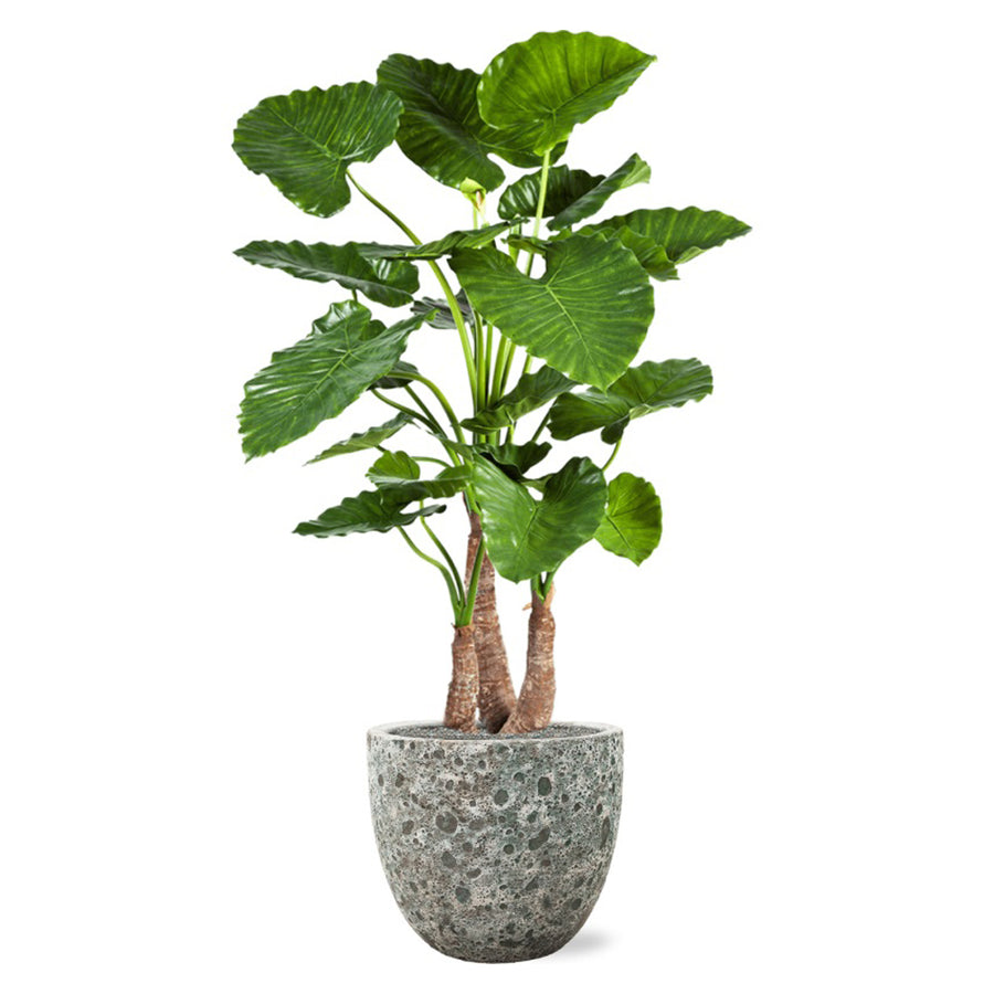 BAQ Lava kaspó dús zöld növénnyel – kültéri elhelyezésre is alkalmas