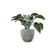 BAQ Lava Couple kaspó szobanövénnyel – modern beltéri kompozíció