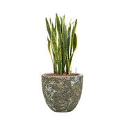 BAQ Lava kaspó szanszevieriával, kültéri-beltéri használatban