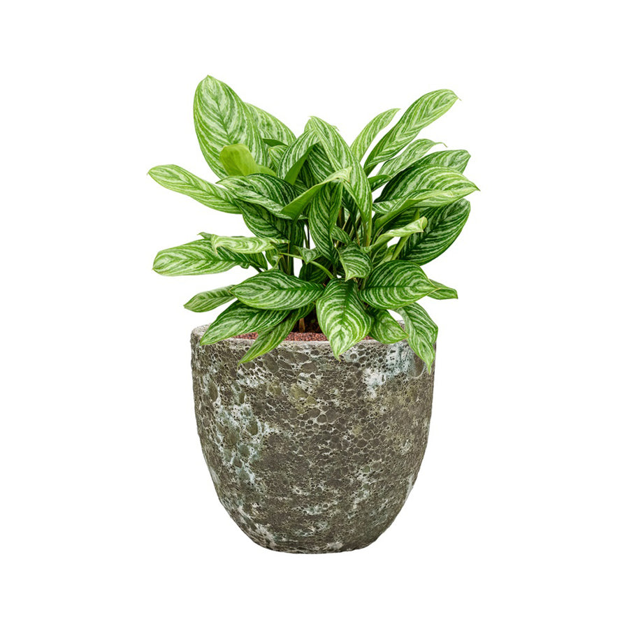 BAQ Lava kaspó élénkzöld levéldísznövénnyel – természetes kontraszt