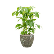 BAQ Lava kaspó élénkzöld szobanövénnyel – természetes kontraszt