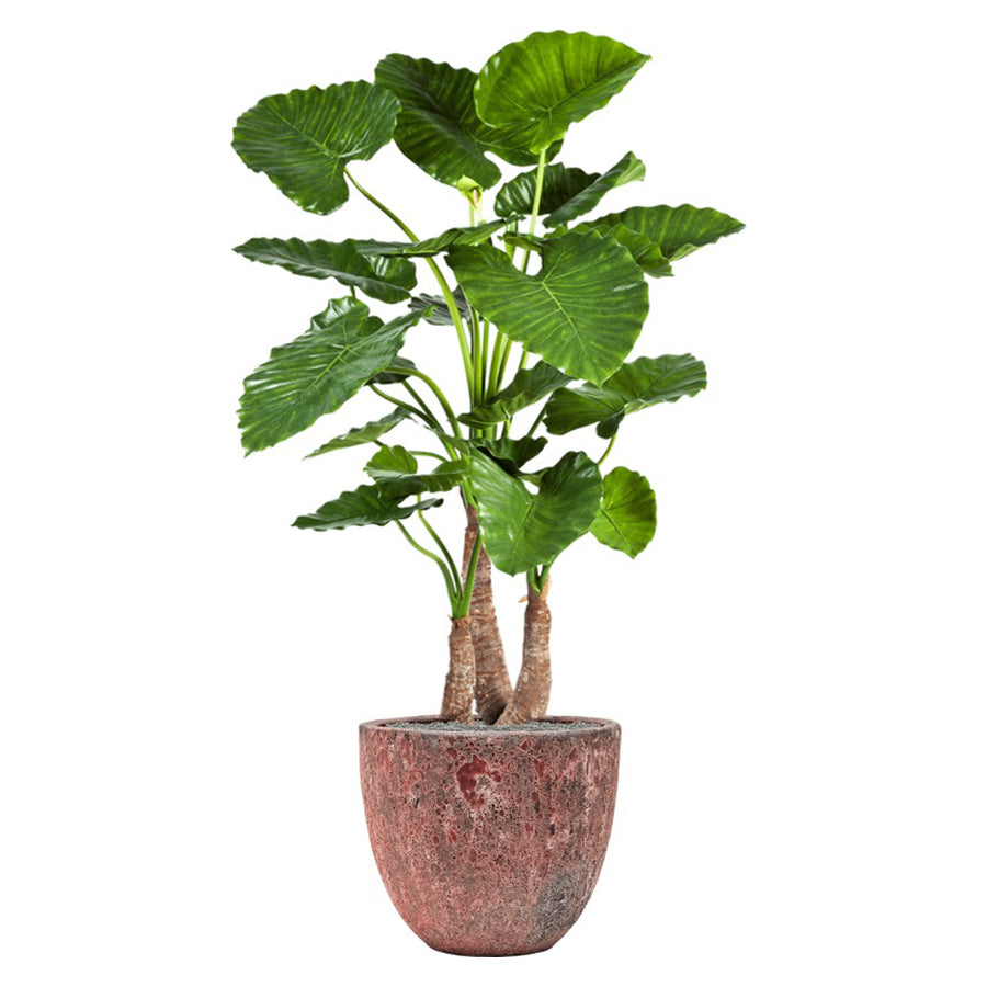 BAQ Lava Couple Pink kaspó nagy levelű trópusi növénnyel