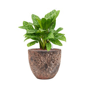 BAQ Lava kaspó dús, mintás levelű növénnyel – természetes harmónia