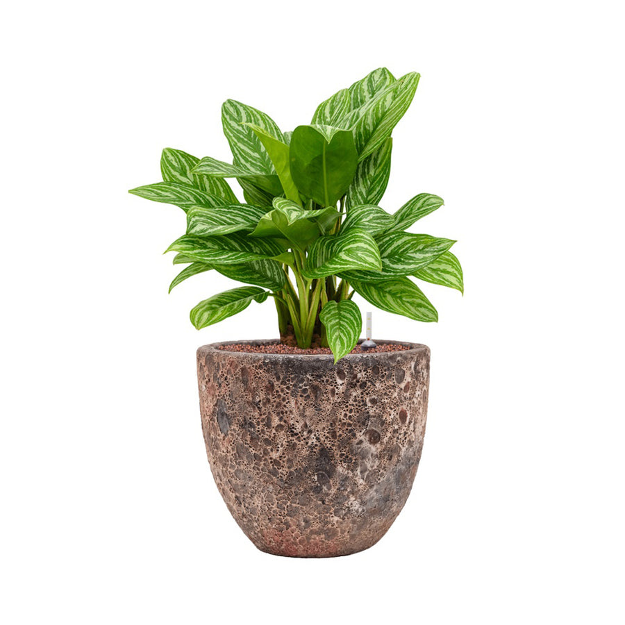 BAQ Lava kaspó dús, mintás levelű növénnyel – természetes harmónia