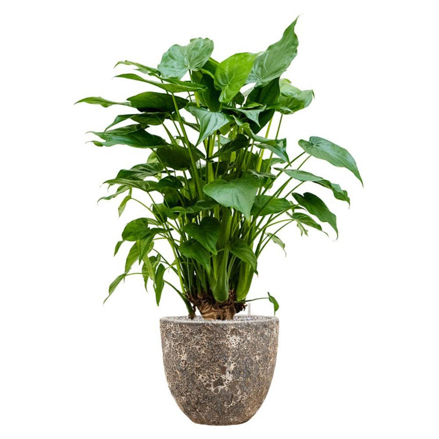 BAQ Lava kaspó buja levélzetű növénnyel – kontrasztos párosítás