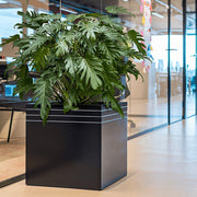 Matt fekete BAQ Line-Up Cube kaspó nagy, dús levelű szobanövénnyel, modern irodai környezetben, üvegfal mellett elhelyezve.