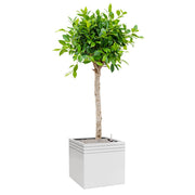 Matt fehér Line-Up kaspó zöld lombos díszfával, fehér háttér előtt