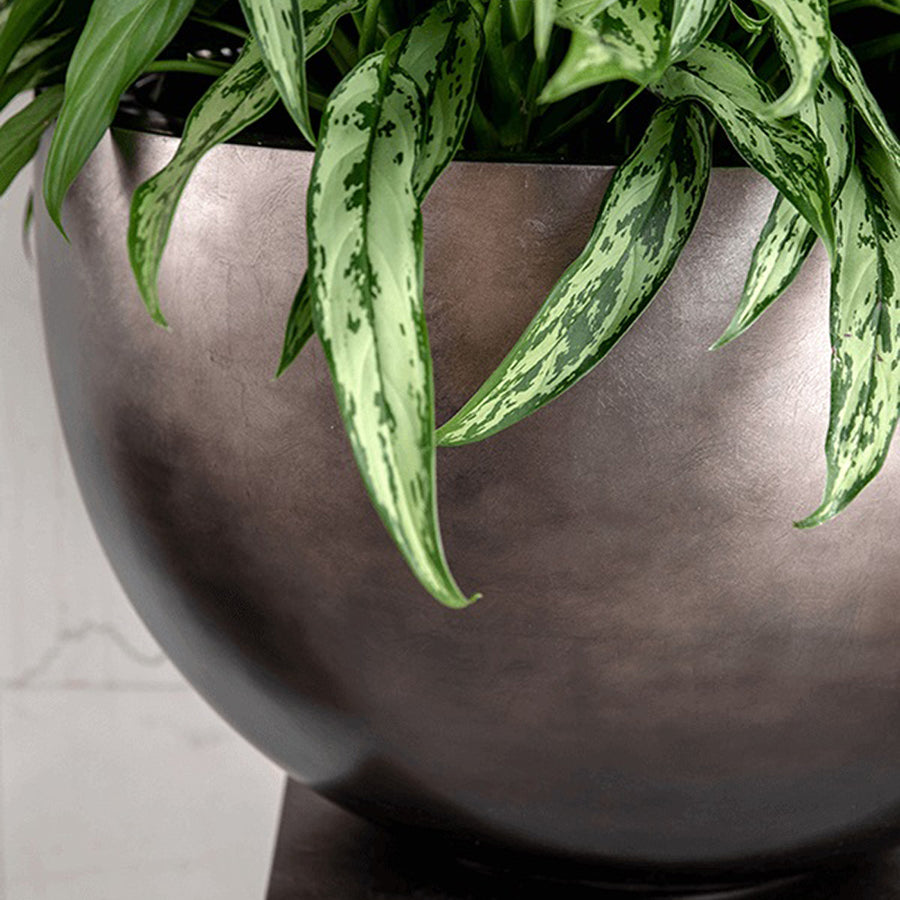 Közelkép egy növénnyel beültetett, matt barna BAQ kaspóról, amin jól látszik a természetes textúra és a levelek kontrasztja.