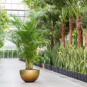 Növényekkel beültetett BAQ kaspó természetes környezetben, pálmafák között elhelyezve.