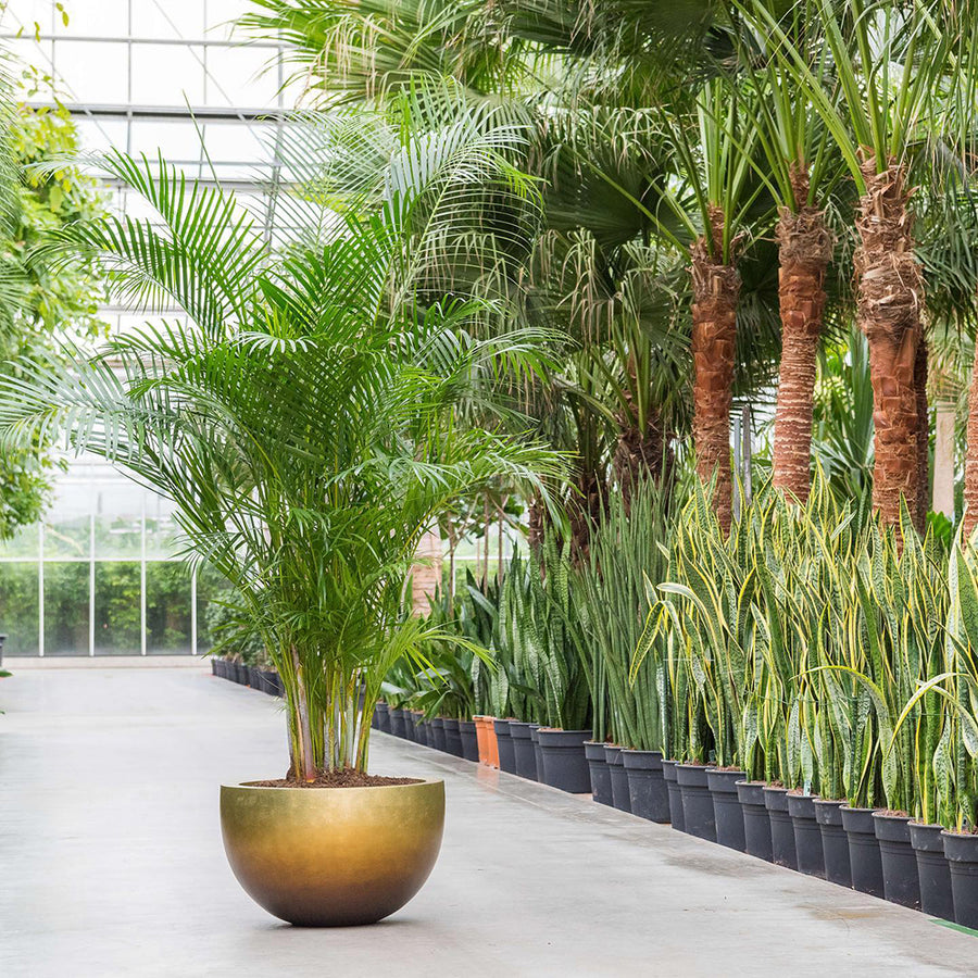 Növényekkel beültetett BAQ kaspó természetes környezetben, pálmafák között elhelyezve.