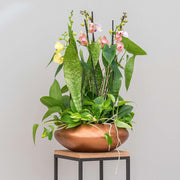 BAQ METALLIC BOWL UFO MATT COPPER kaspó zöldnövényekkel és orchideával dekorálva modern enteriőrben