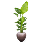 Strelitzia növény elhelyezve egy matt kávébarna BAQ Metallic Couple kaspóban, elegáns enteriőrbe illesztve.