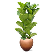 BAQ Metallic Couple matt réz kaspó fikusszal dekorálva, fehér háttér előtt.