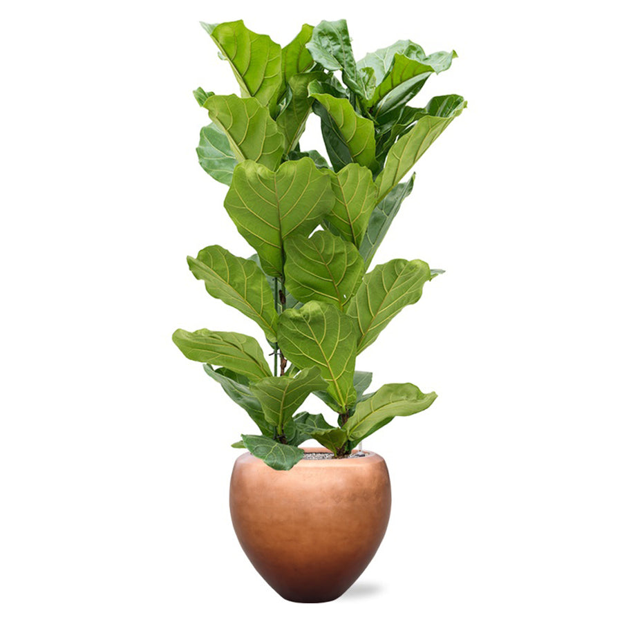 BAQ Metallic Couple matt réz kaspó fikusszal dekorálva, fehér háttér előtt.