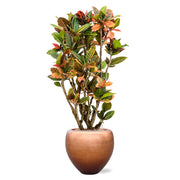 BAQ Metallic Couple matt réz kaspó színes levelű kroton szobanövénnyel.