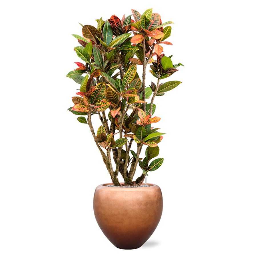 BAQ Metallic Couple matt réz kaspó színes levelű kroton szobanövénnyel.