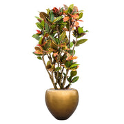 Színes levelű kroton dísznövény a BAQ Metallic Couple aranyszínű kaspójában