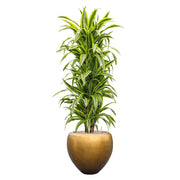 Dús, csíkos levelű dracéna díszíti az elegáns matt arany kaspót