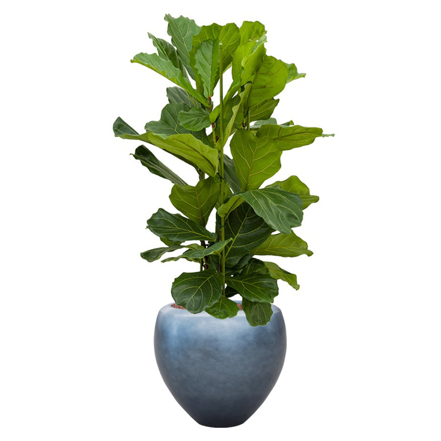 Zöld levelű szobanövény a BAQ Metallic Couple jeges kék kaspóban, modern környezetben.