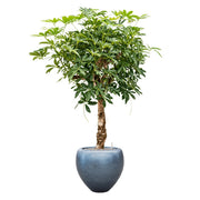 Terebélyes növény spirál törzzsel, BAQ Metallic jeges kék kaspóban.