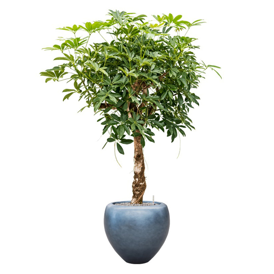 Terebélyes növény spirál törzzsel, BAQ Metallic jeges kék kaspóban.