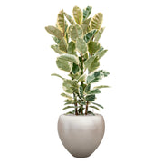 BAQ Metallic Couple Matt Light Champagne kaspó világoszöld levelű növénnyel, harmonikus színpárosítással.