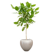 BAQ Metallic Couple Matt Light Champagne kaspó karcsú törzsű fával, természetes stílusban.