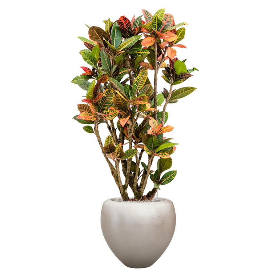 BAQ Metallic Couple Matt Light Champagne kaspó élénk színű trópusi növénnyel, kontrasztos megjelenéssel.