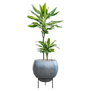 Két törzses dracéna zöld növény BAQ ezüstkék kaspóban, elegáns fekete fémállványon.