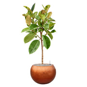 BAQ Globe kaspó réz színben, dús lombú szobanövénnyel, fehér háttér előtt.