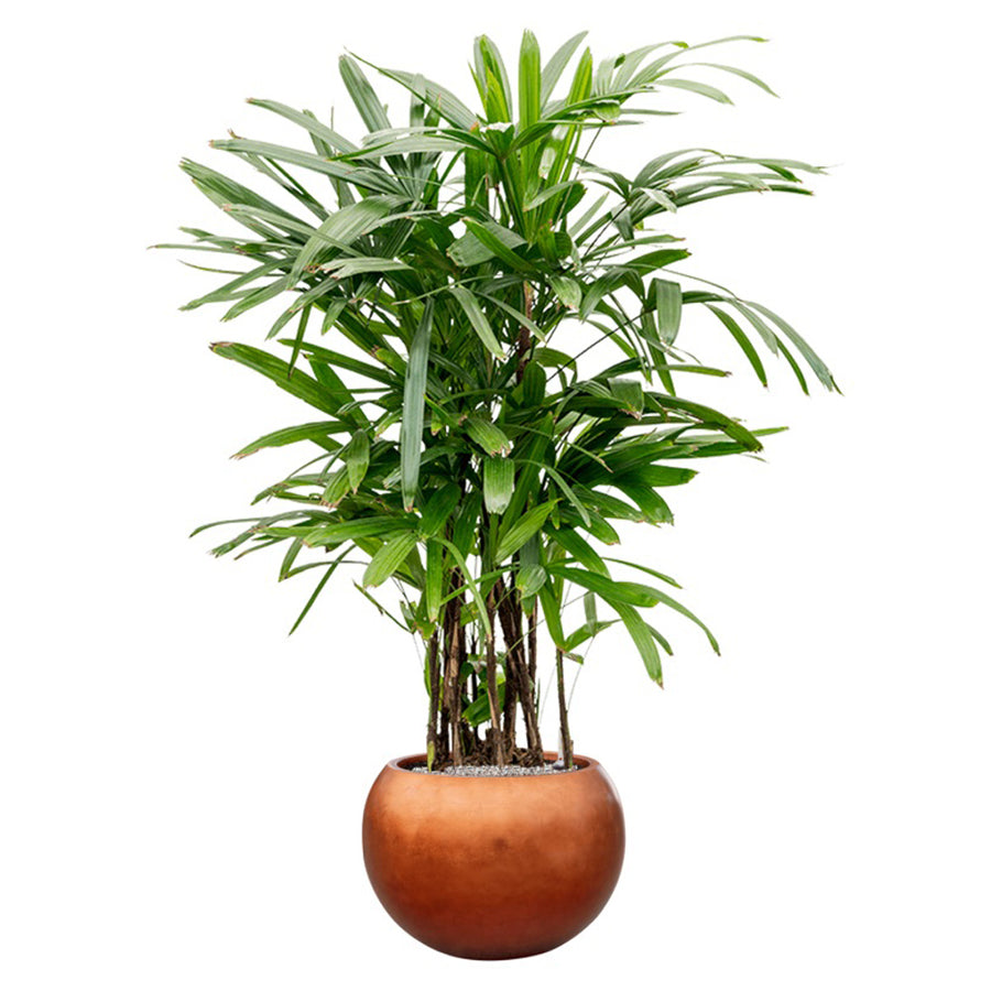 Gömbölyded réz kaspó nagy levelű dísznövénnyel, letisztult, fehér háttérrel.