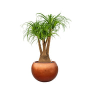 BAQ réz hatású gömb kaspó pálmafával, fehér háttérrel fotózva.