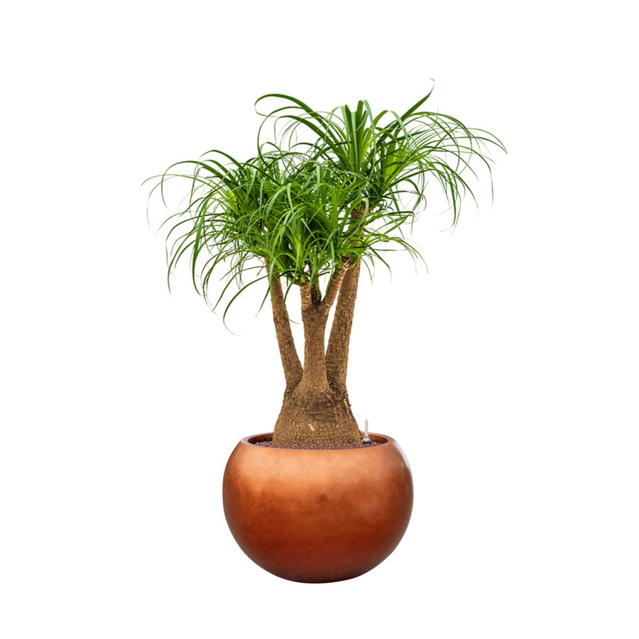 BAQ réz hatású gömb kaspó pálmafával, fehér háttérrel fotózva.