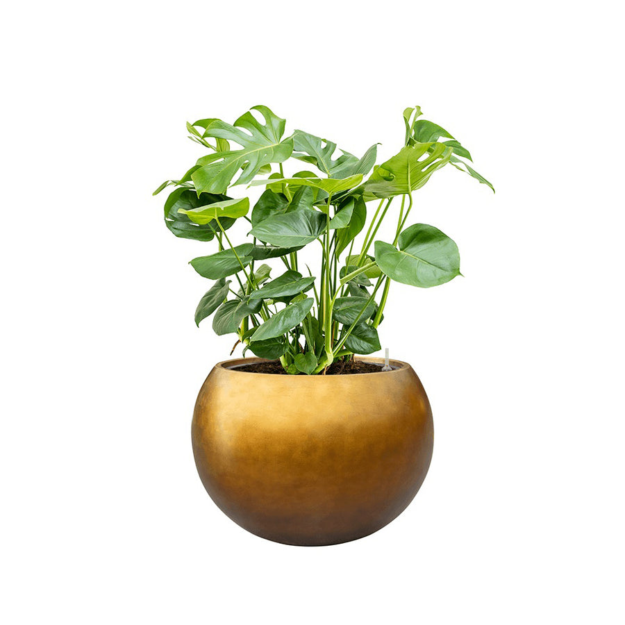 Monstera növény elegáns arany BAQ gömb kaspóban, világos háttérrel.