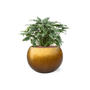 Dús lombú szobanövény arany színű gömb kaspóban, BAQ dizájn.